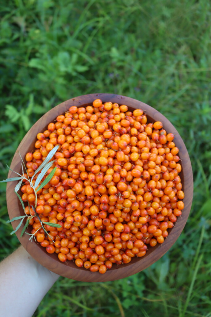 Seaberry