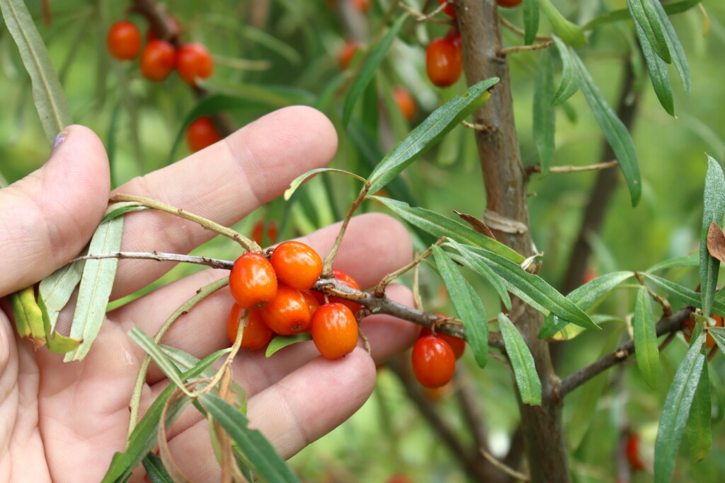 Seaberry Fruit