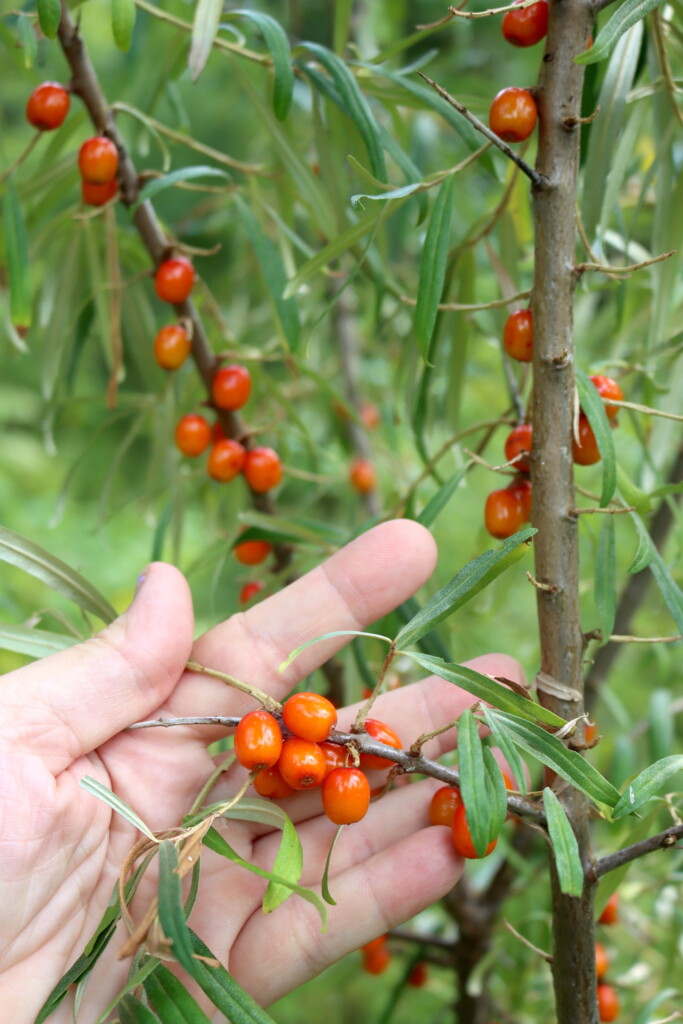 Seaberry Fruit