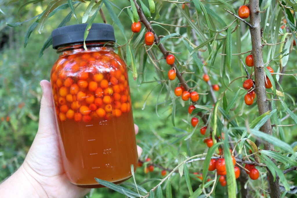 Seaberry Oxymel
