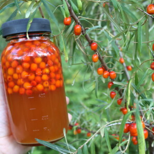 Seaberry Oxymel