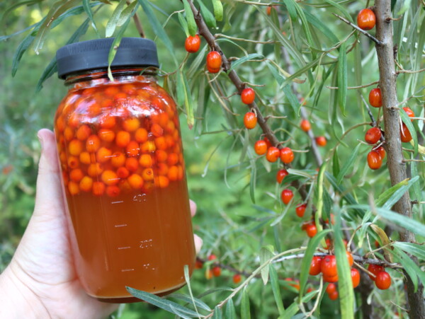 Seaberry Oxymel