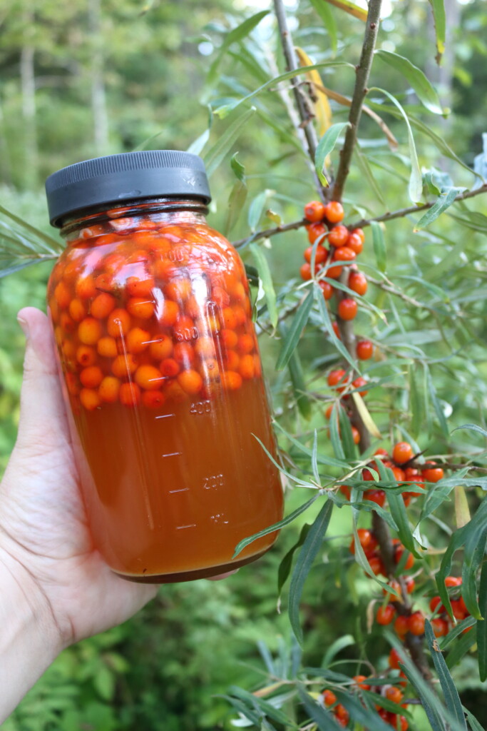 Seaberry Oxymel