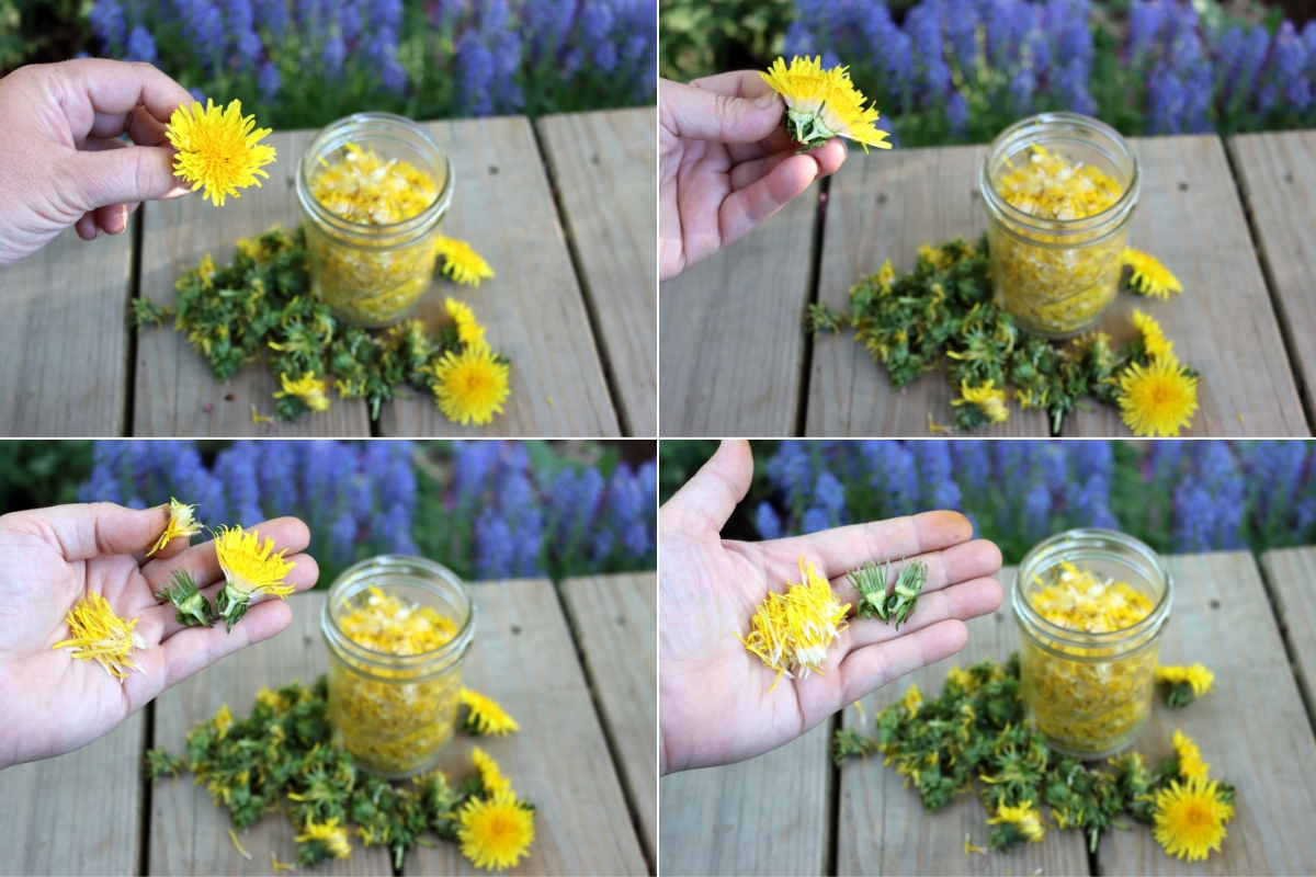 Cleaning Dandelion Flowers