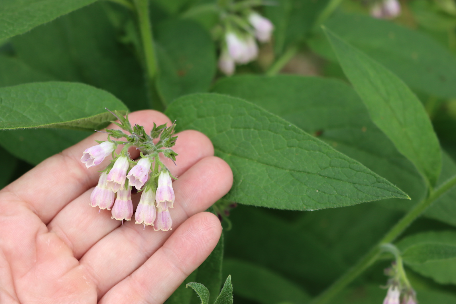 Comfrey Flowers
