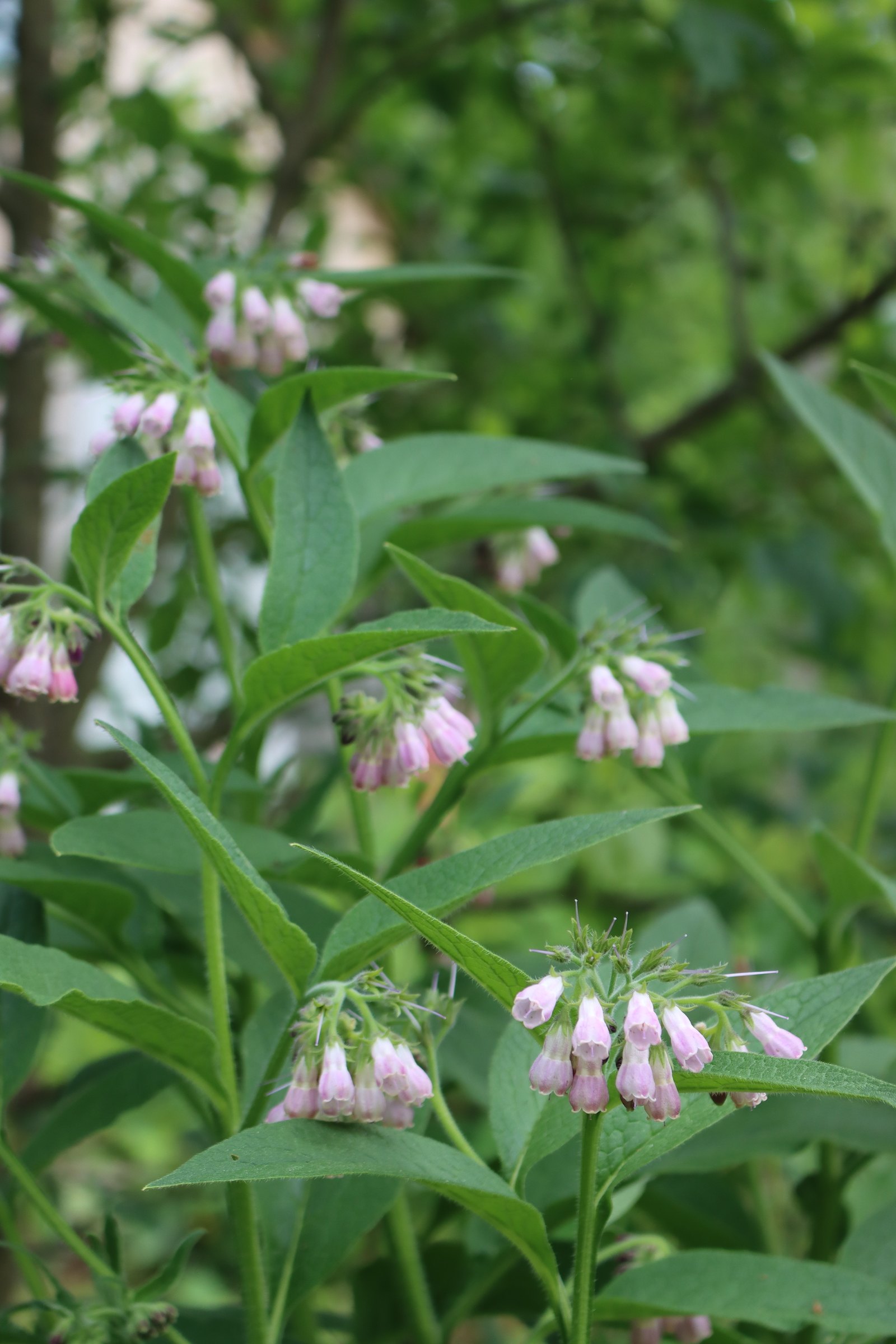 Comfrey Flowers