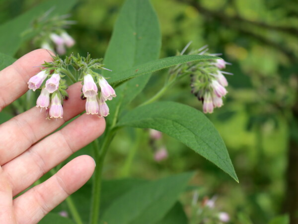 Comfrey Flowers