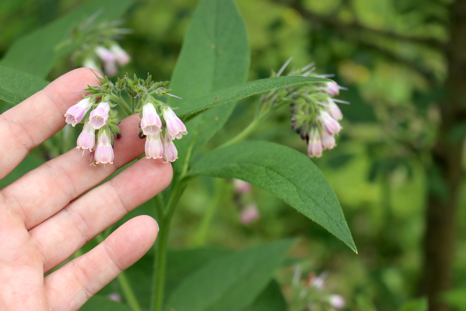 Comfrey Flowers
