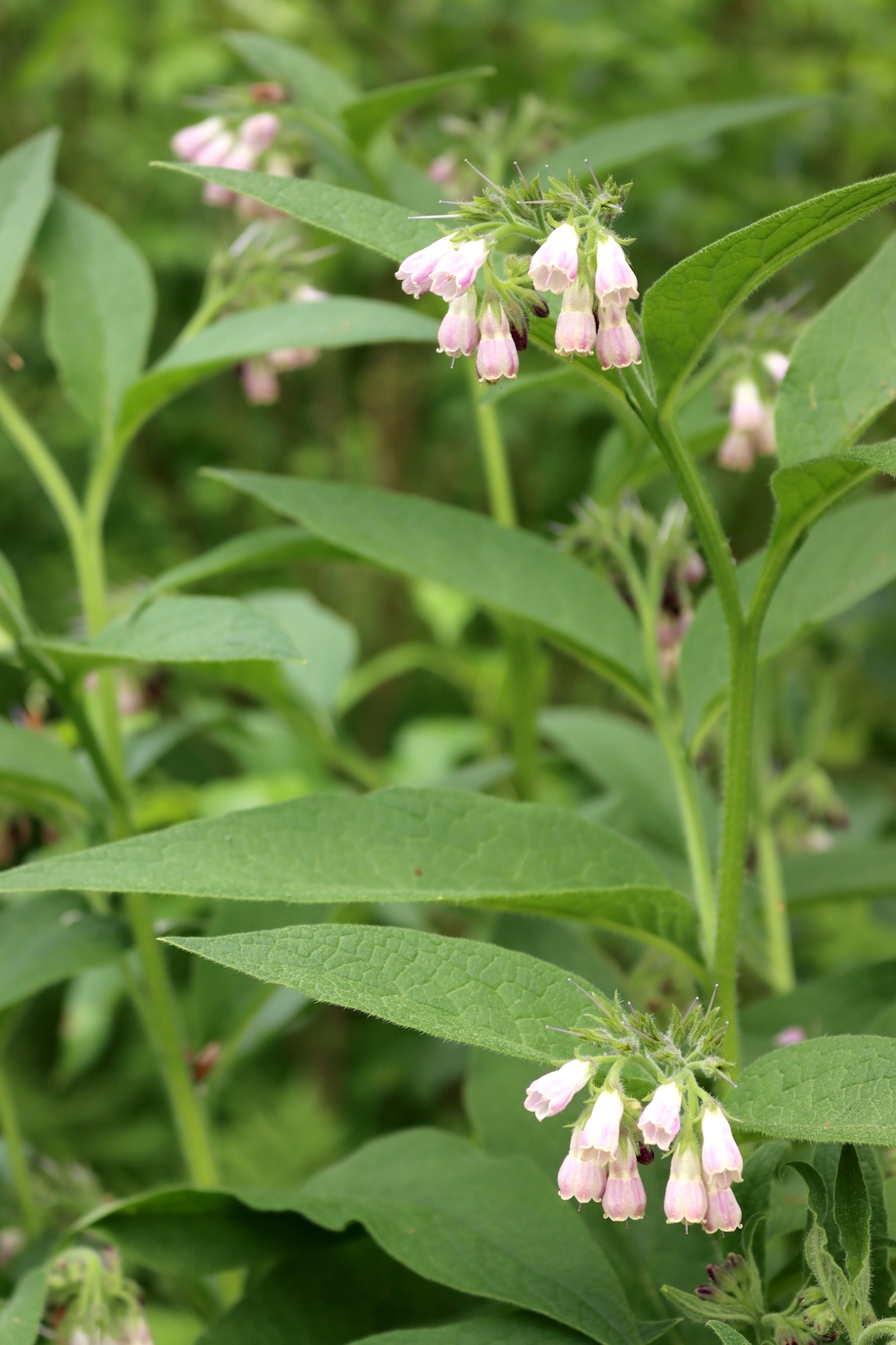 Comfrey Flowers