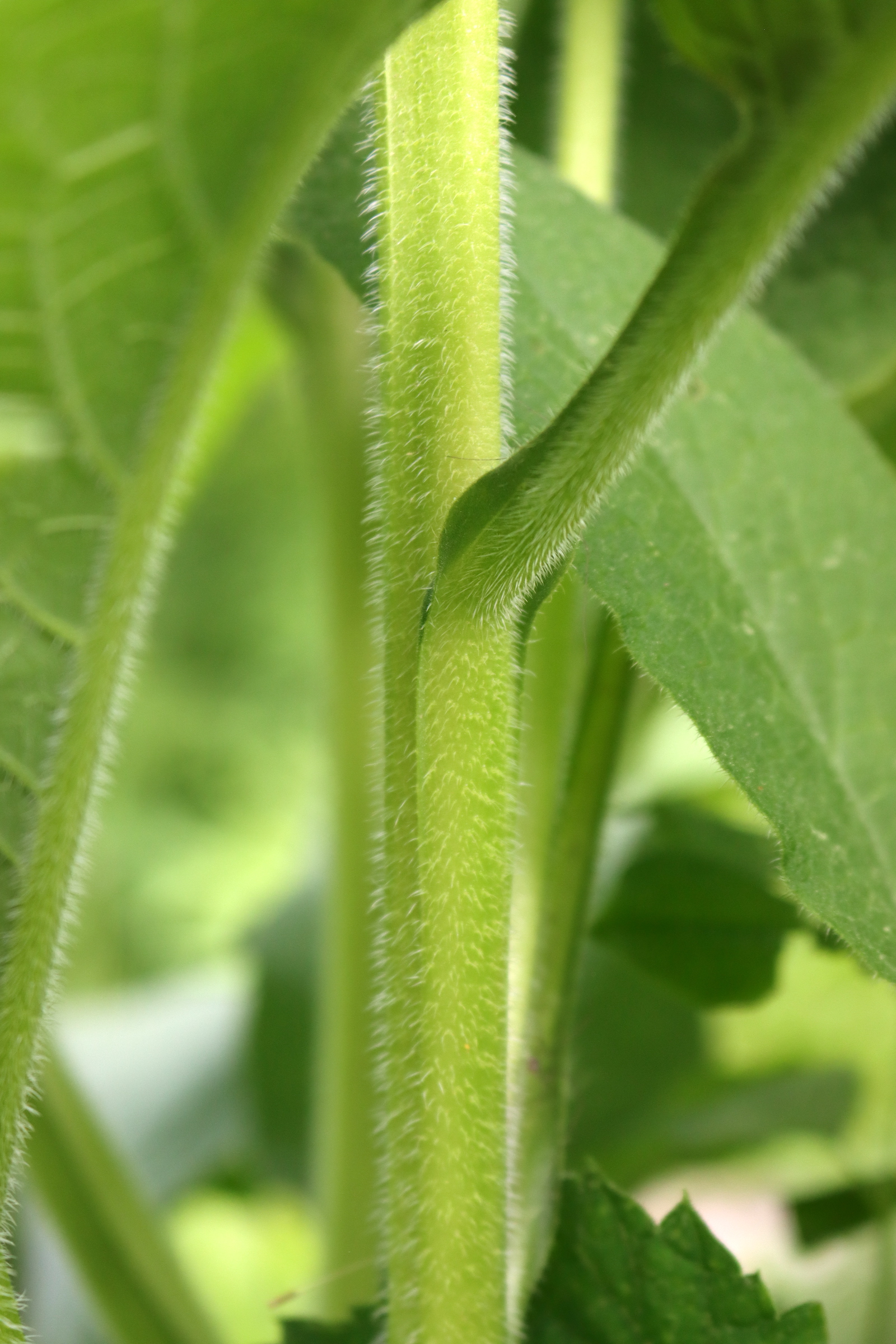 Comfrey Stem