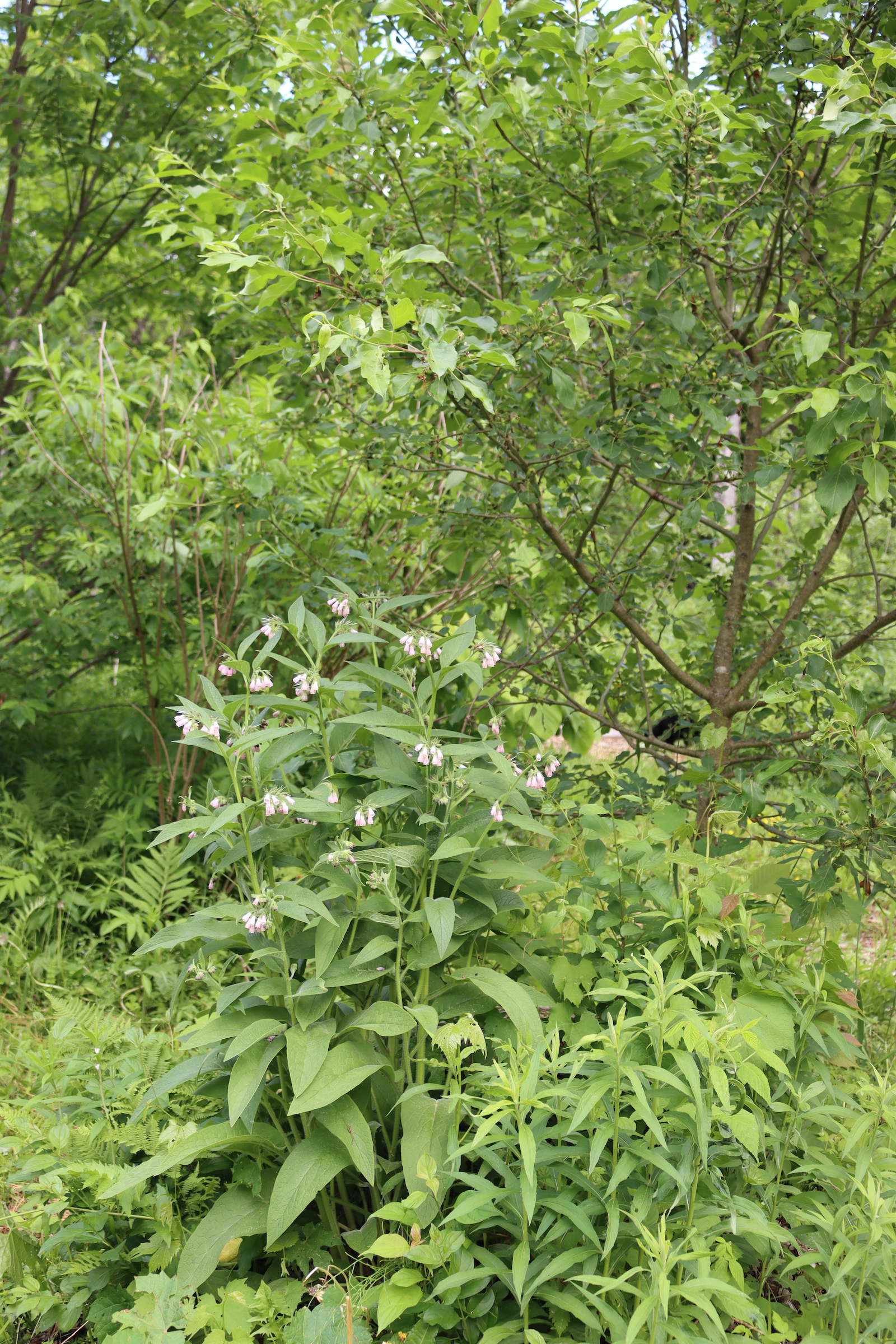 Comfrey in Fruit Tree Guild