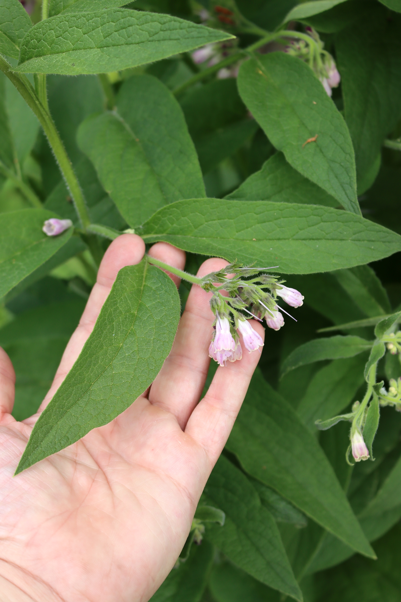 Comfrey
