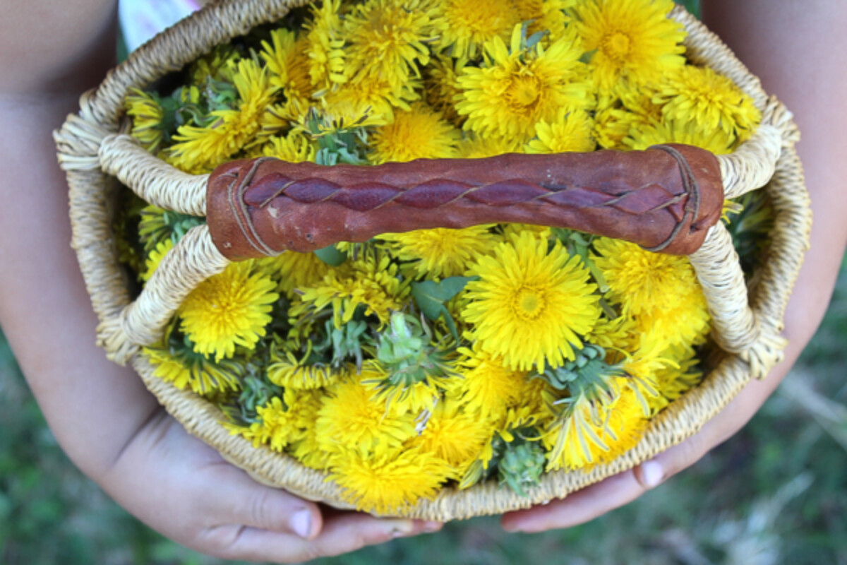 Dandelion Flowers