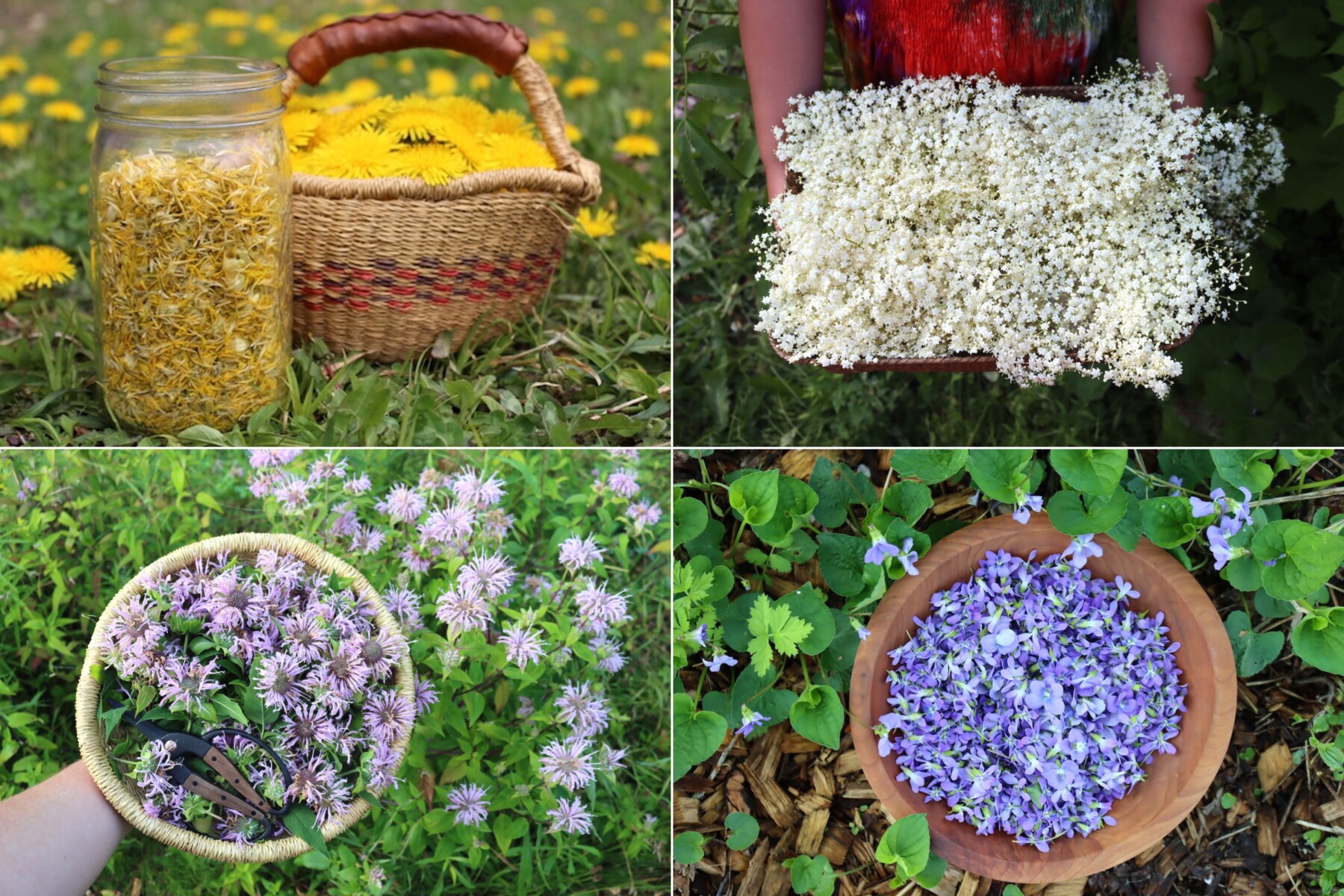 Edible Flower Recipes