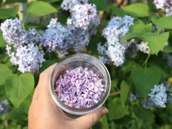Harvesting Edible Lilacs