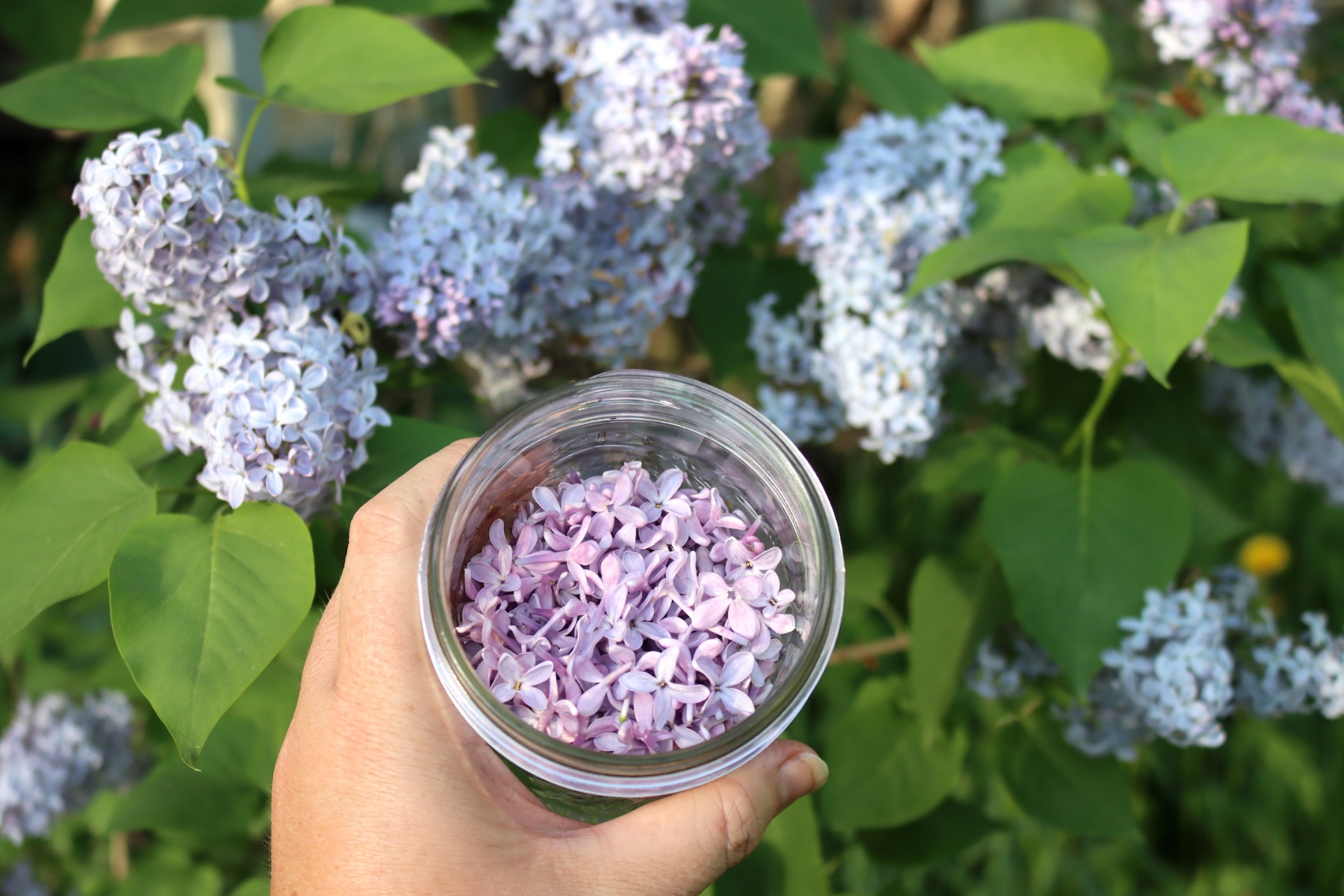 Harvesting Edible Lilacs