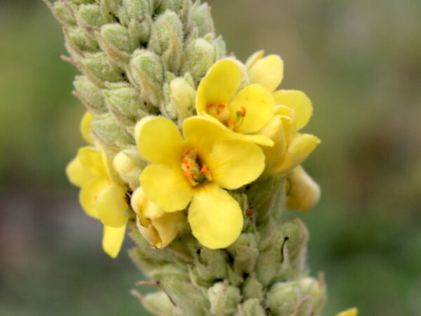 Mullein Flowers