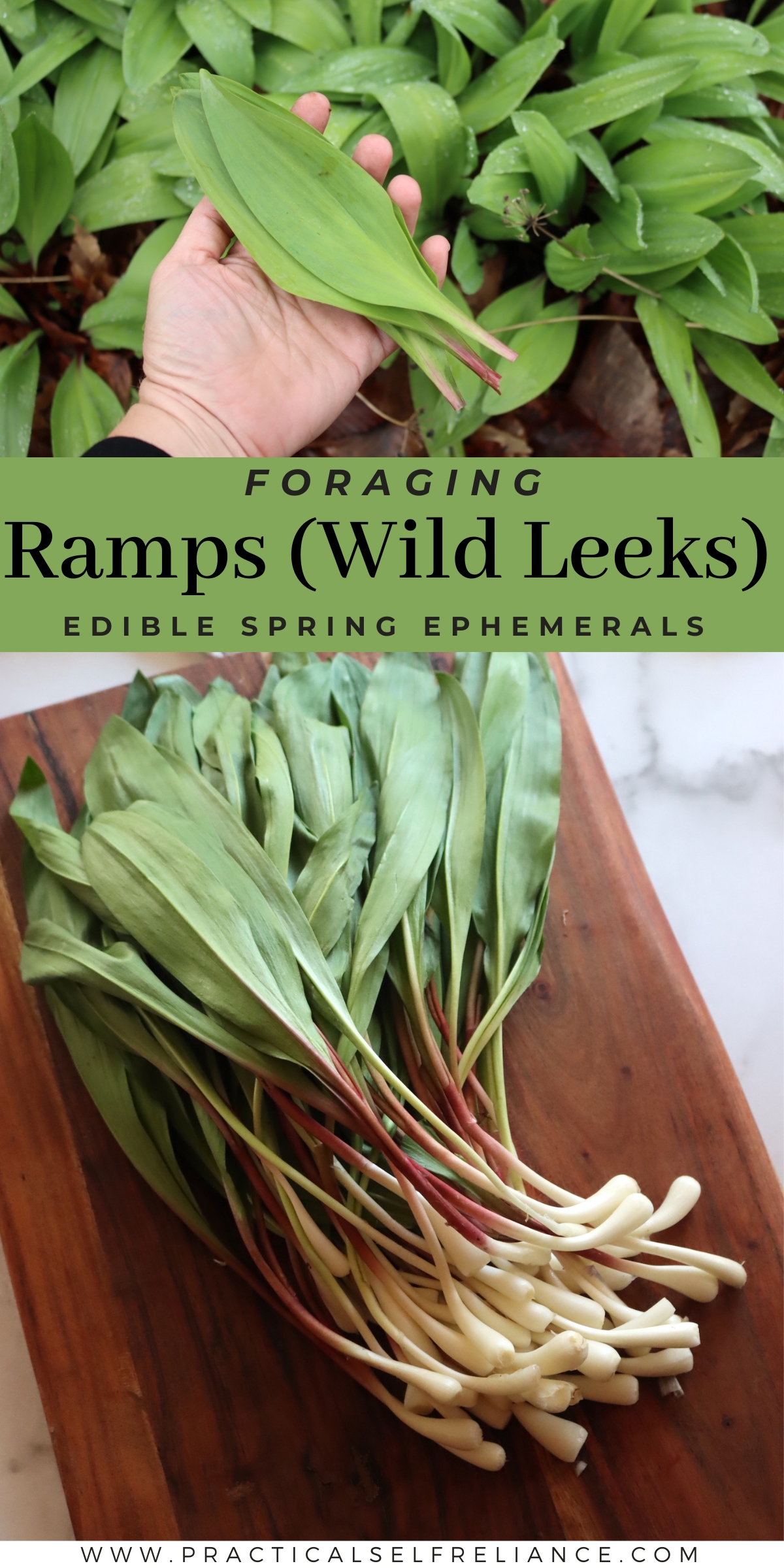 Ramp Foraging Guide