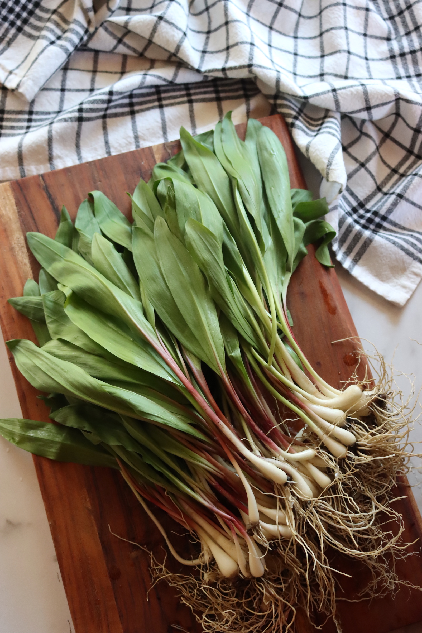 Ramps harvested with roots