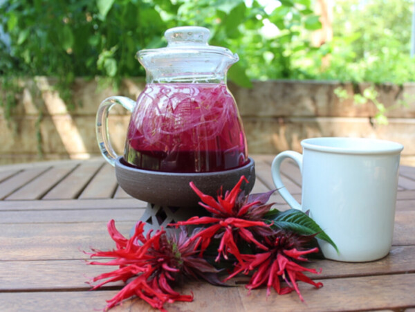 Bee Balm Tea