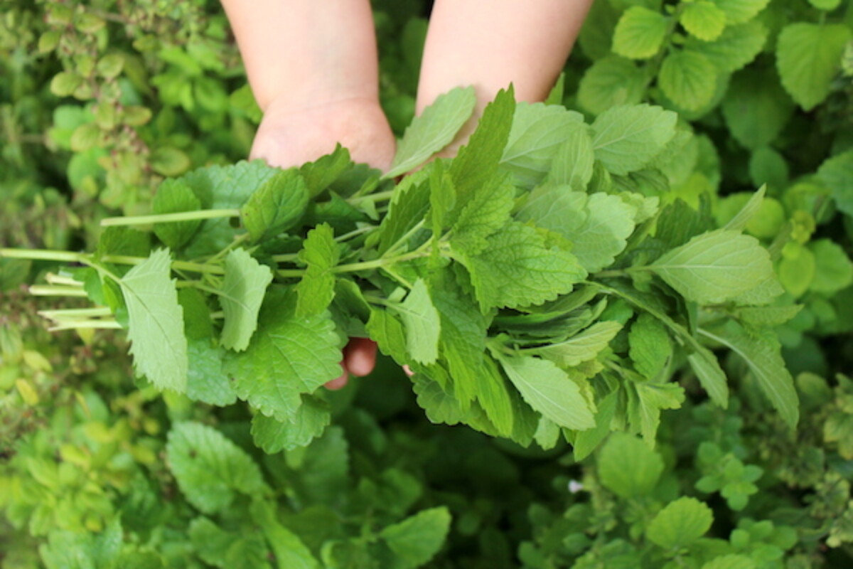 Lemonbalm harvest