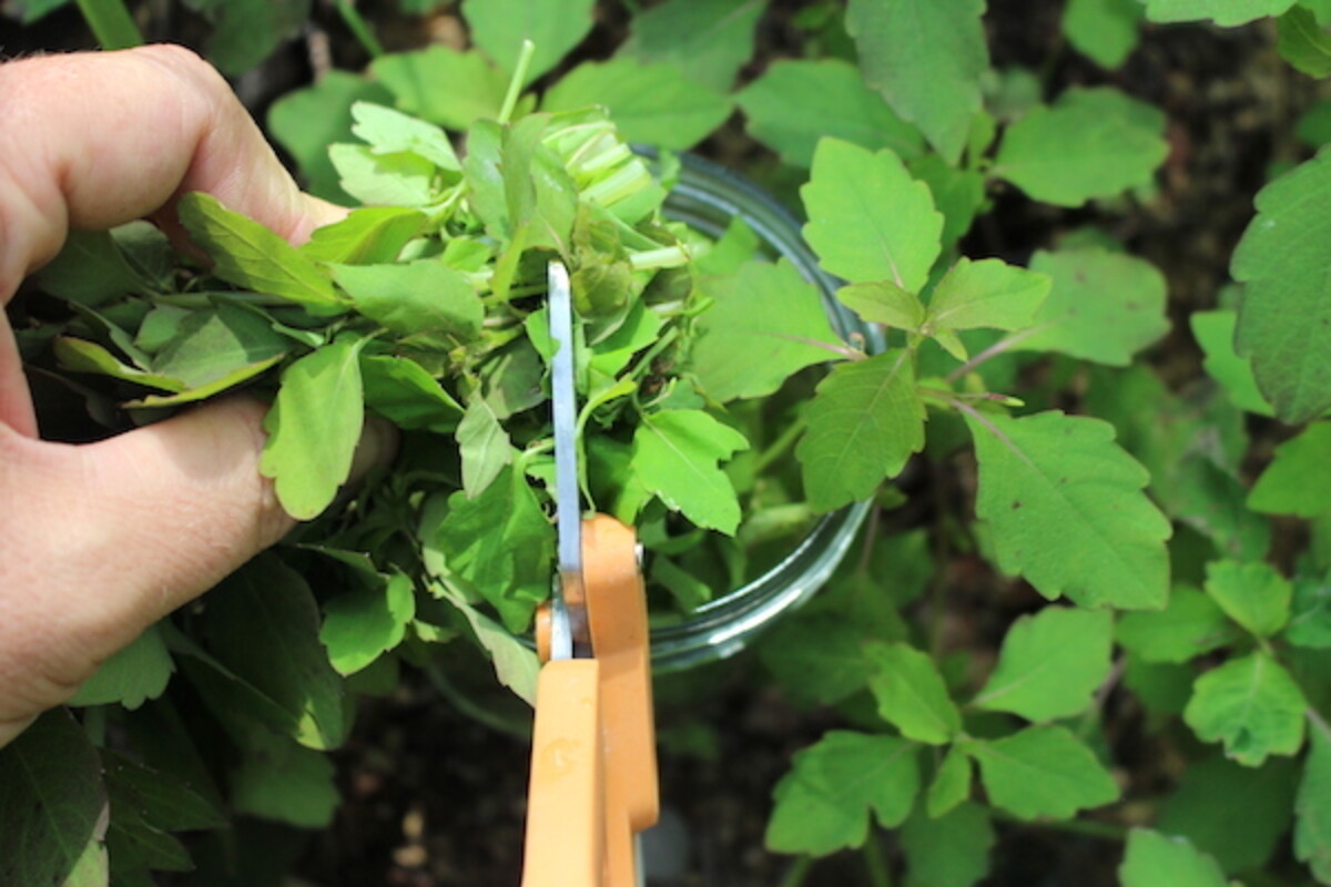 Chopping jewelweed for salve