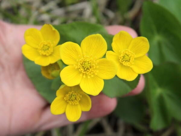 Marsh Marigold Identification