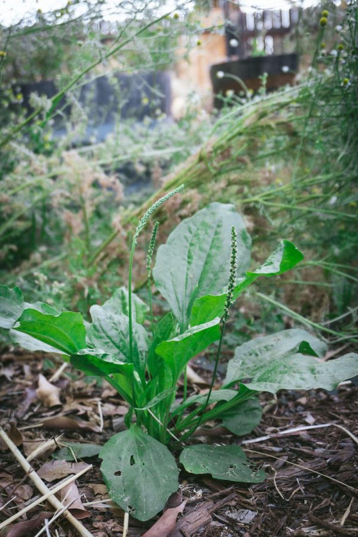 Foraging for Plantain