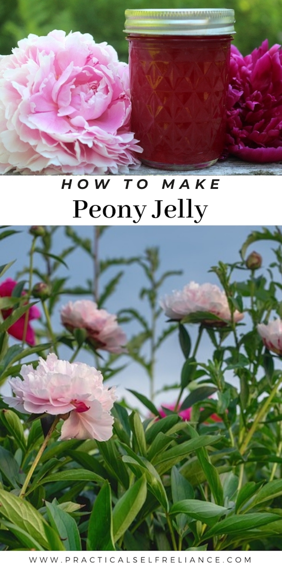 Peony Flower Jelly Recipe