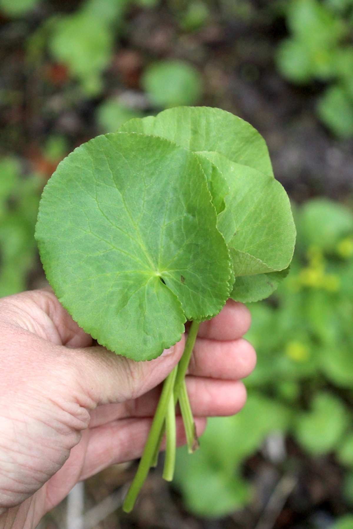 Harvesting Marsh Marigold Leaves