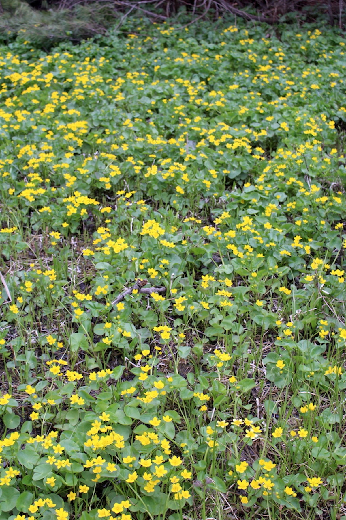 Marsh Marigold Patch