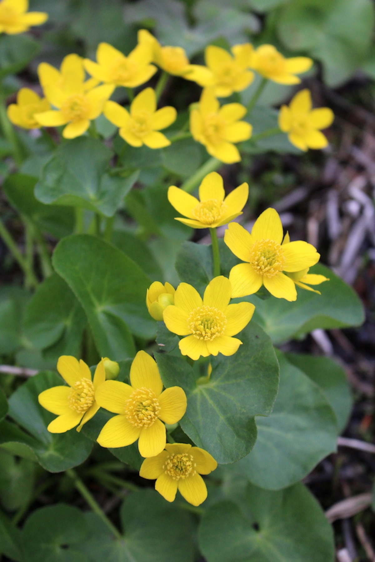 Marsh Marigold Flowers