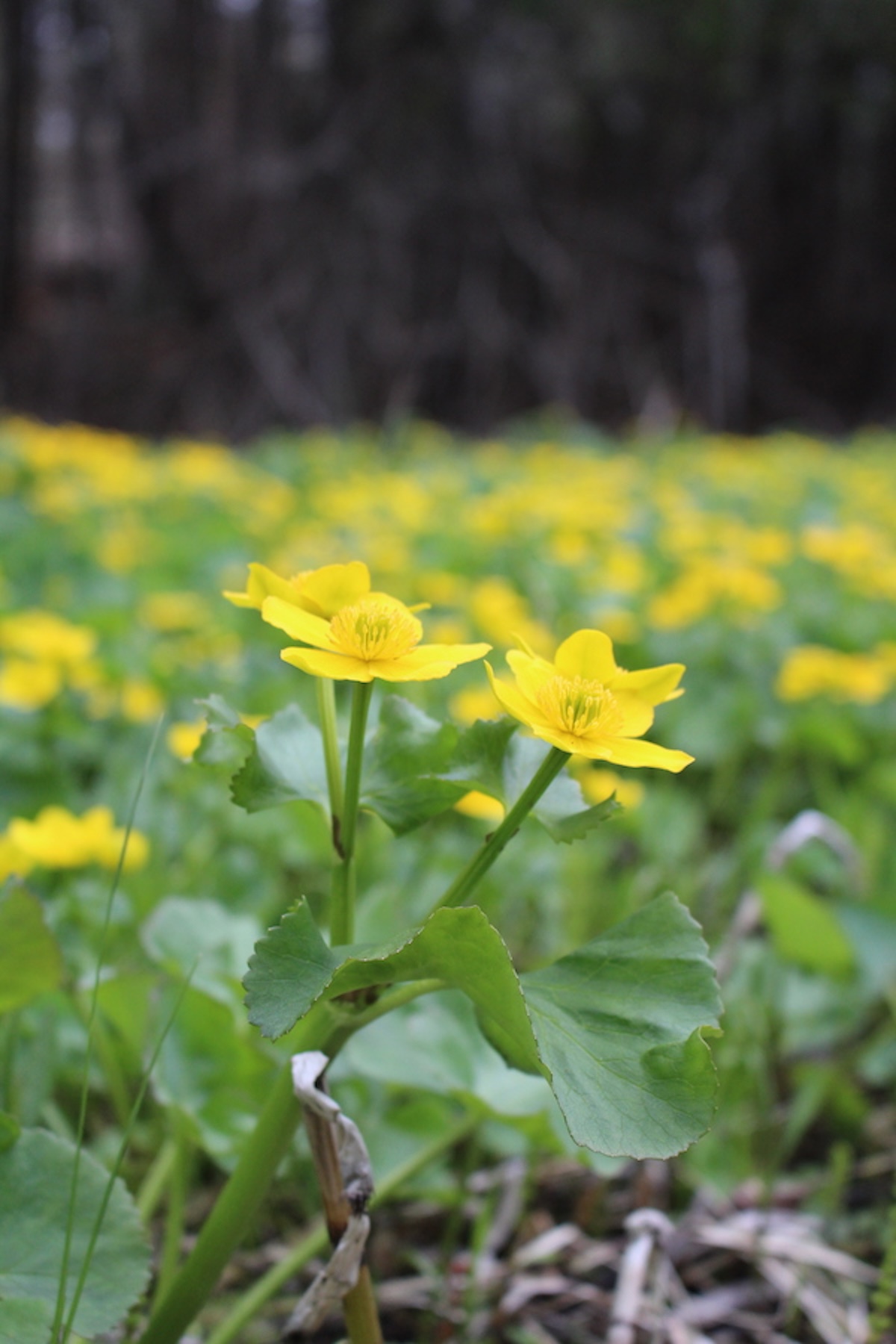 Marsh Marigold Identification