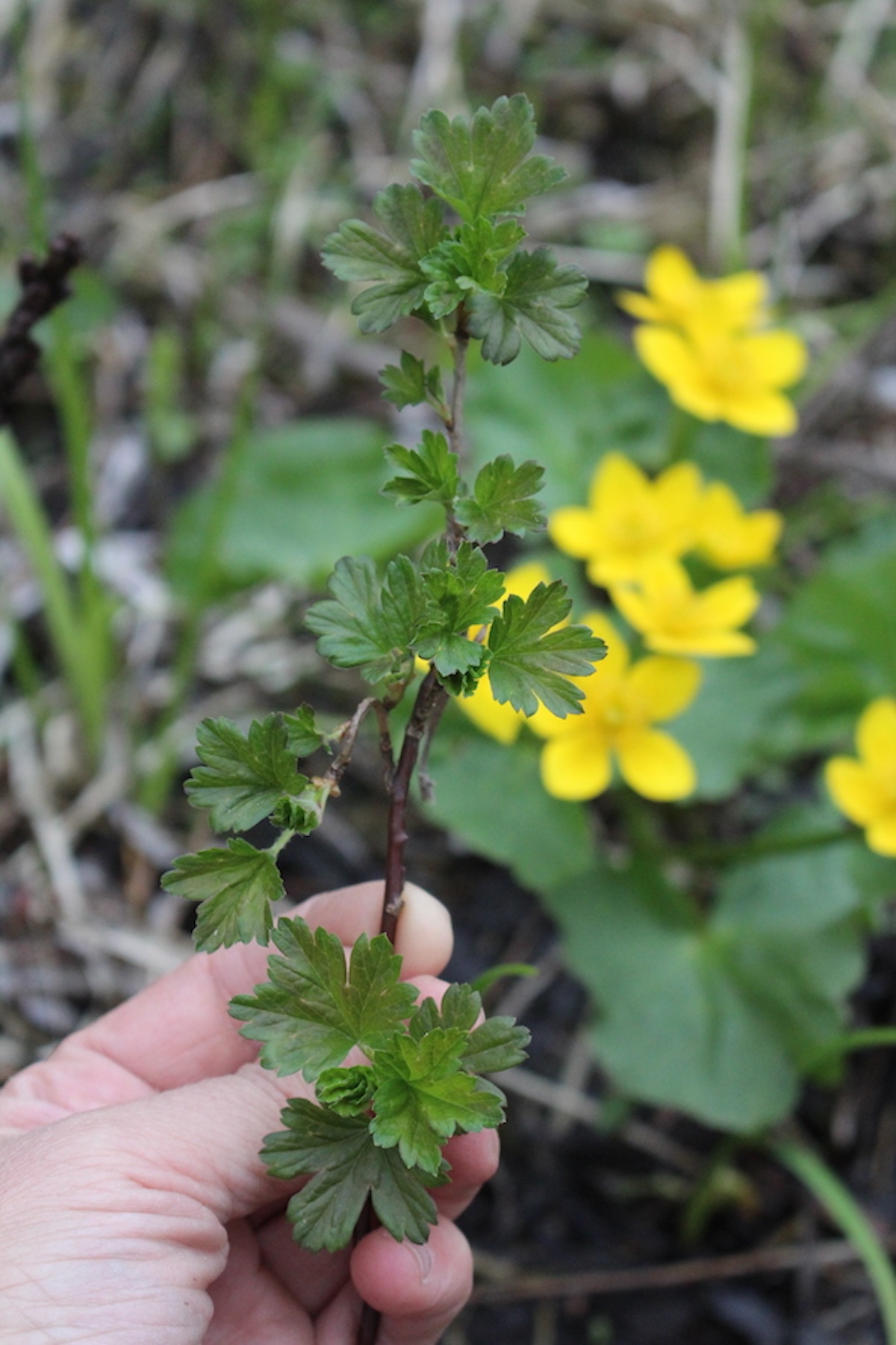 Finding wild gooseberries near a marsh marigold patch.