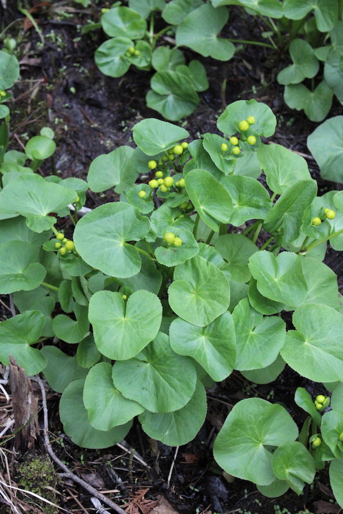 Young Marsh Marigold