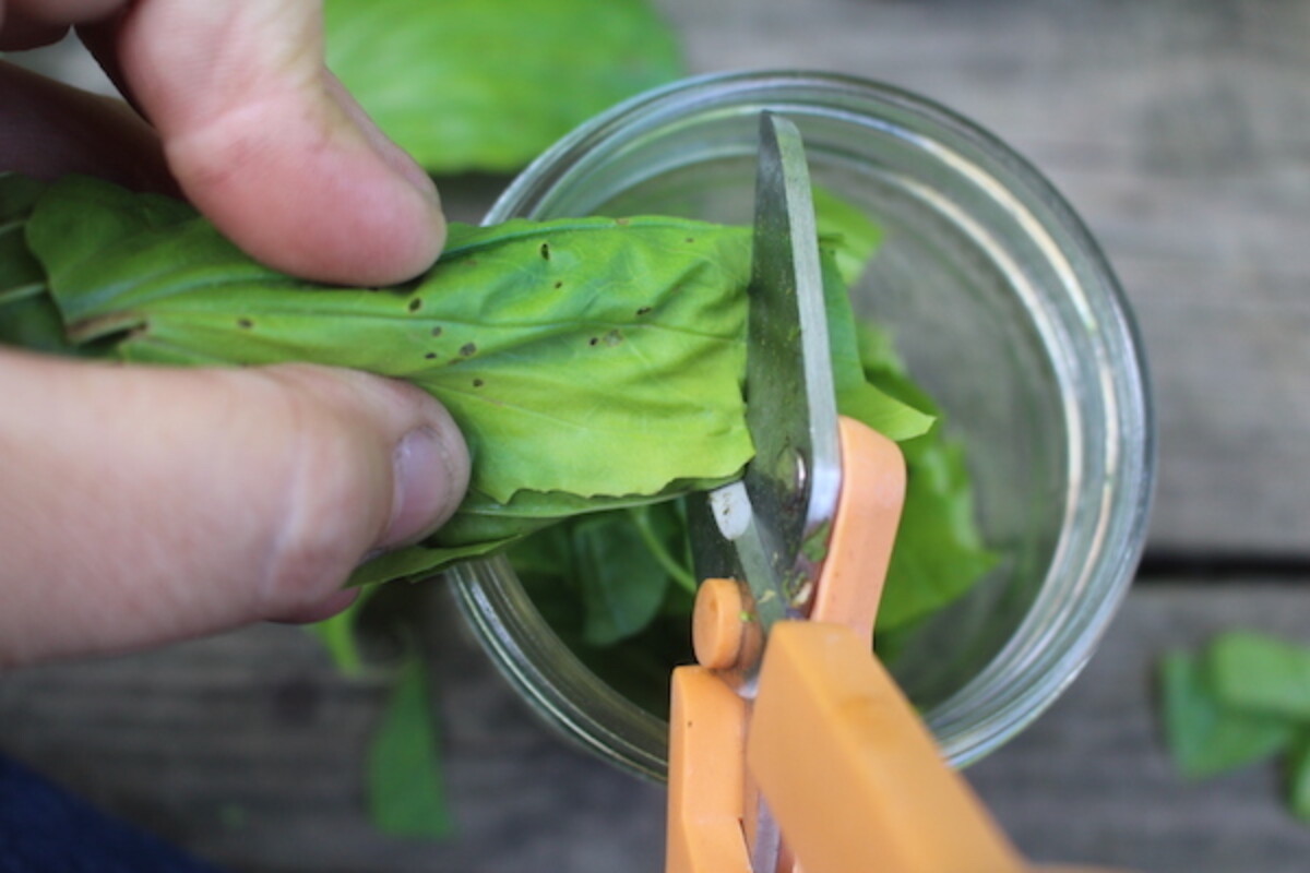Chopping Plantain for Salve