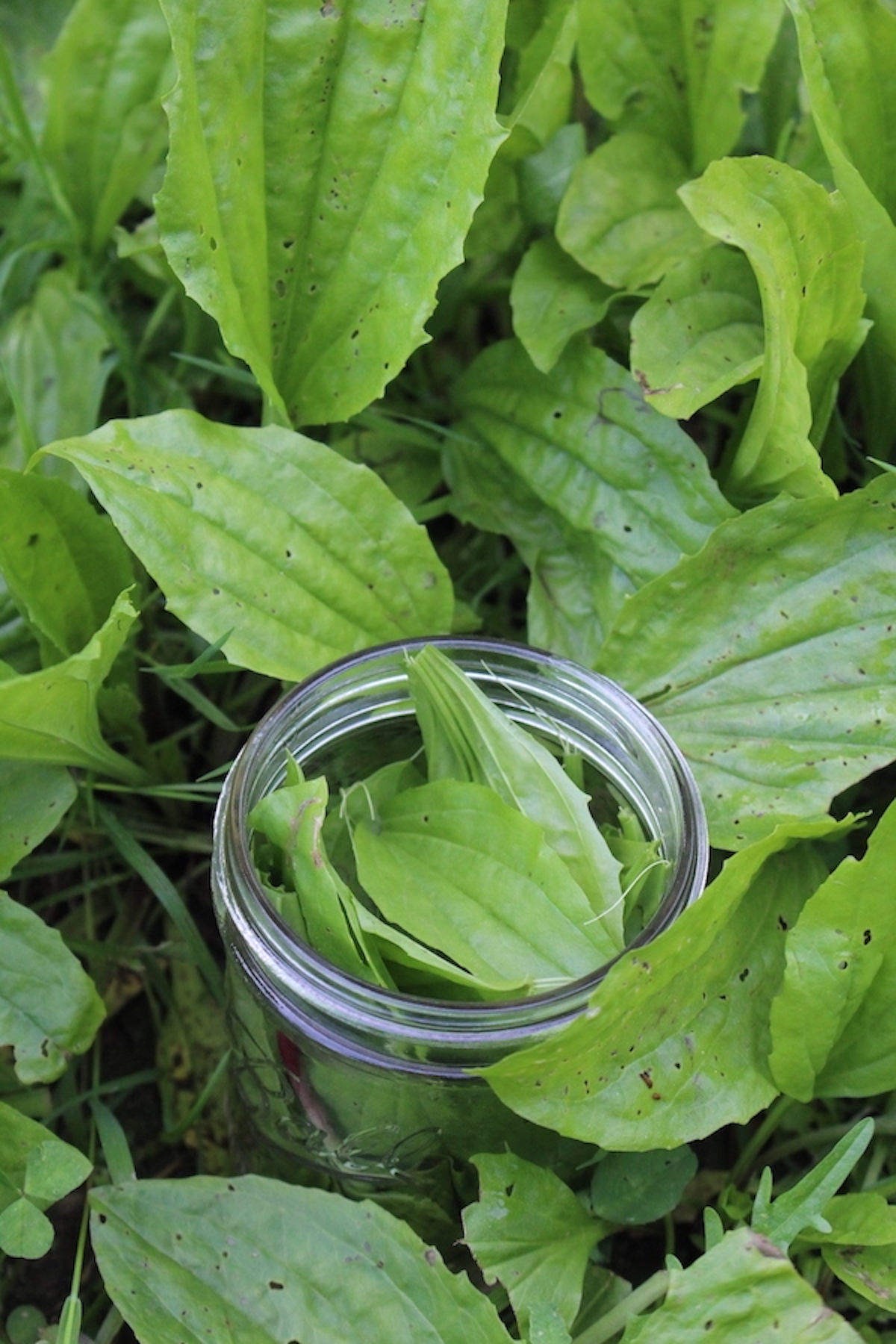 Plantain For Salve
