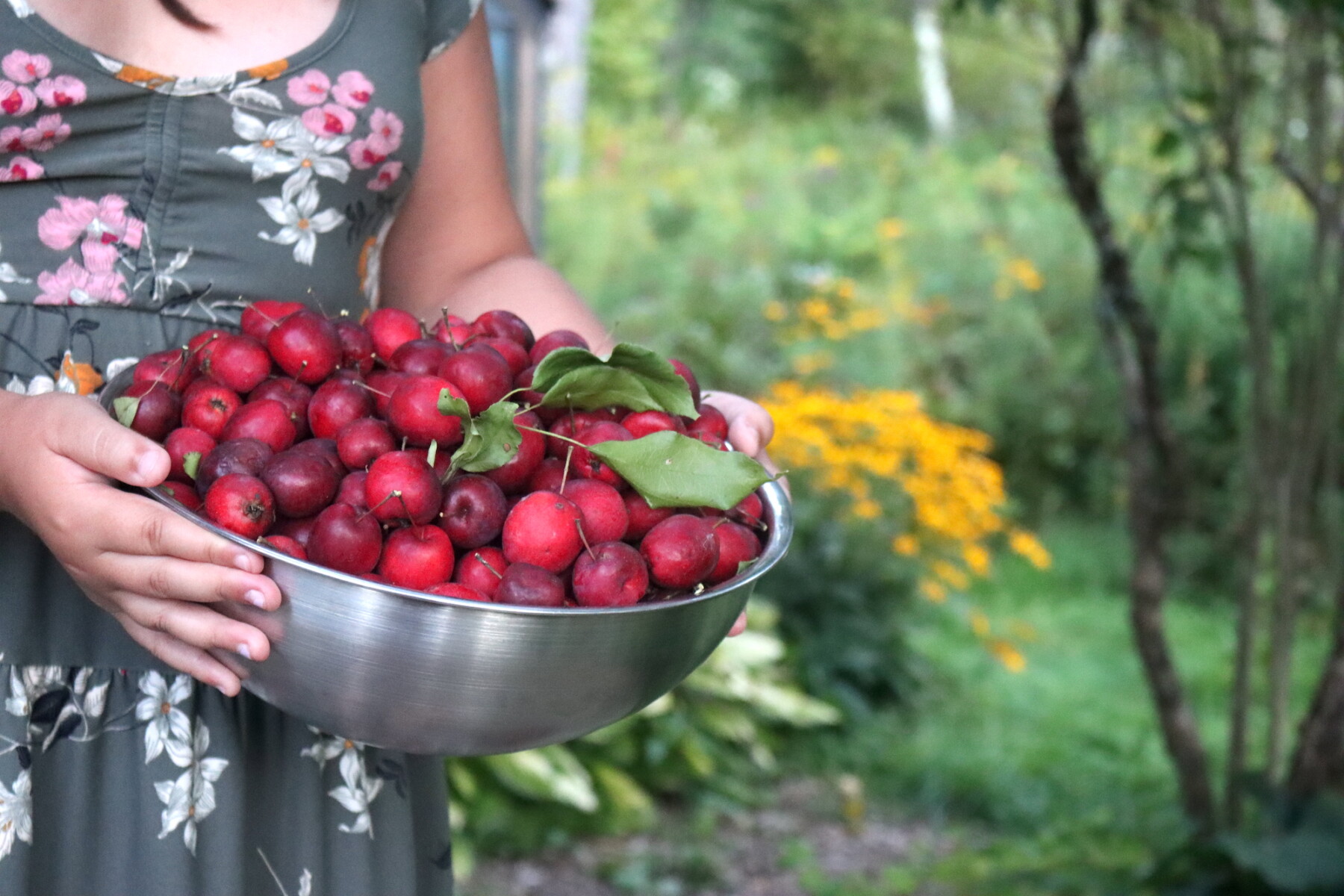 Dolgo Crabapples
