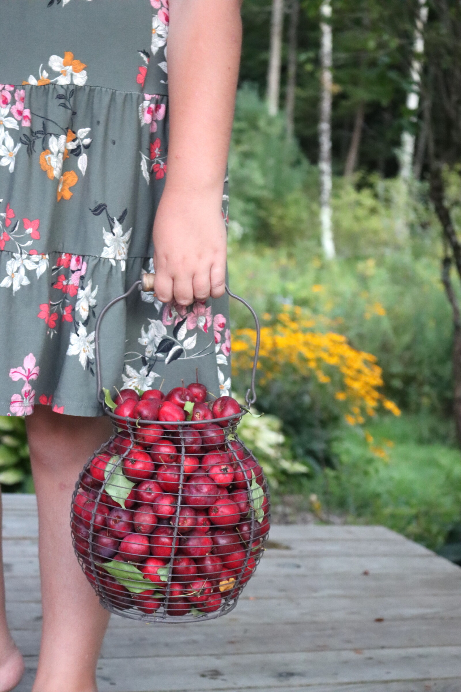 My daughter holding a basket of dolgo crabapples