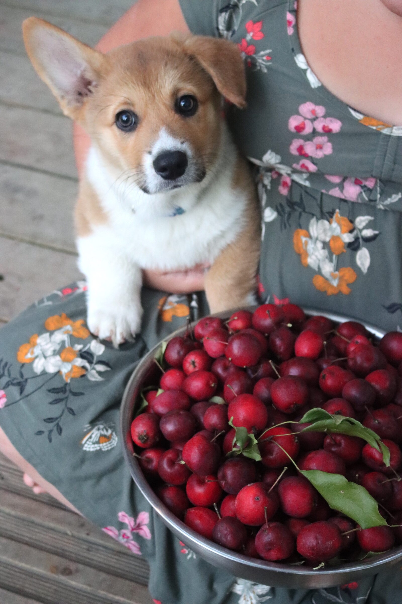 Crabapples and Puppy