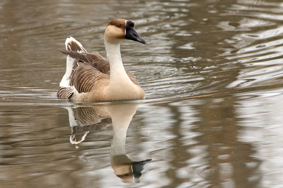 Brown African goose swimming across a pond with its reflection in the water