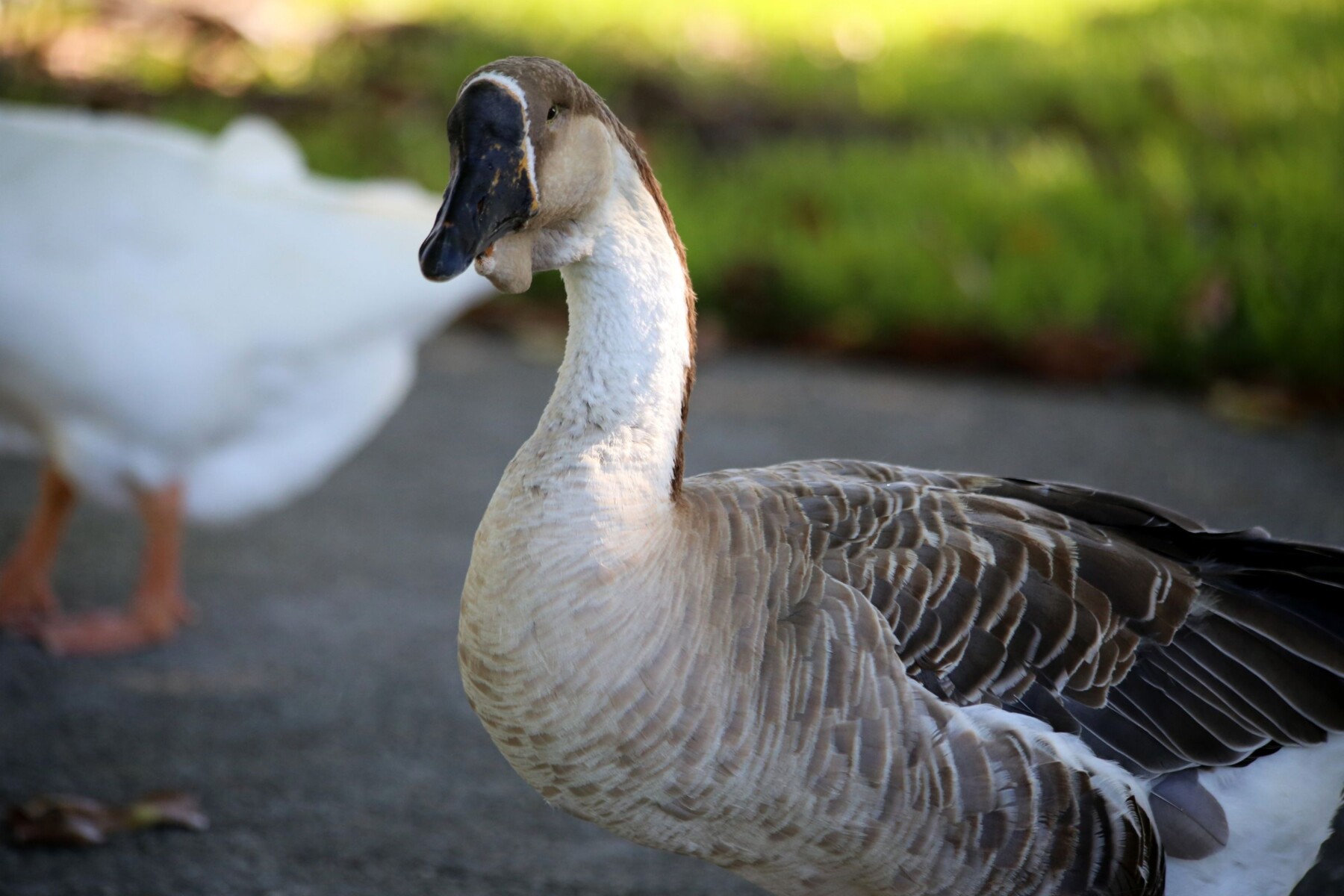 Close-up of a brown African goose with a black bill and knob, with a white goose behind it