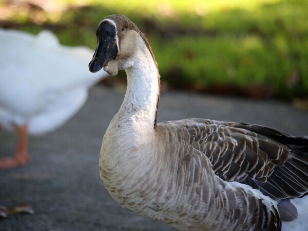 African Goose
