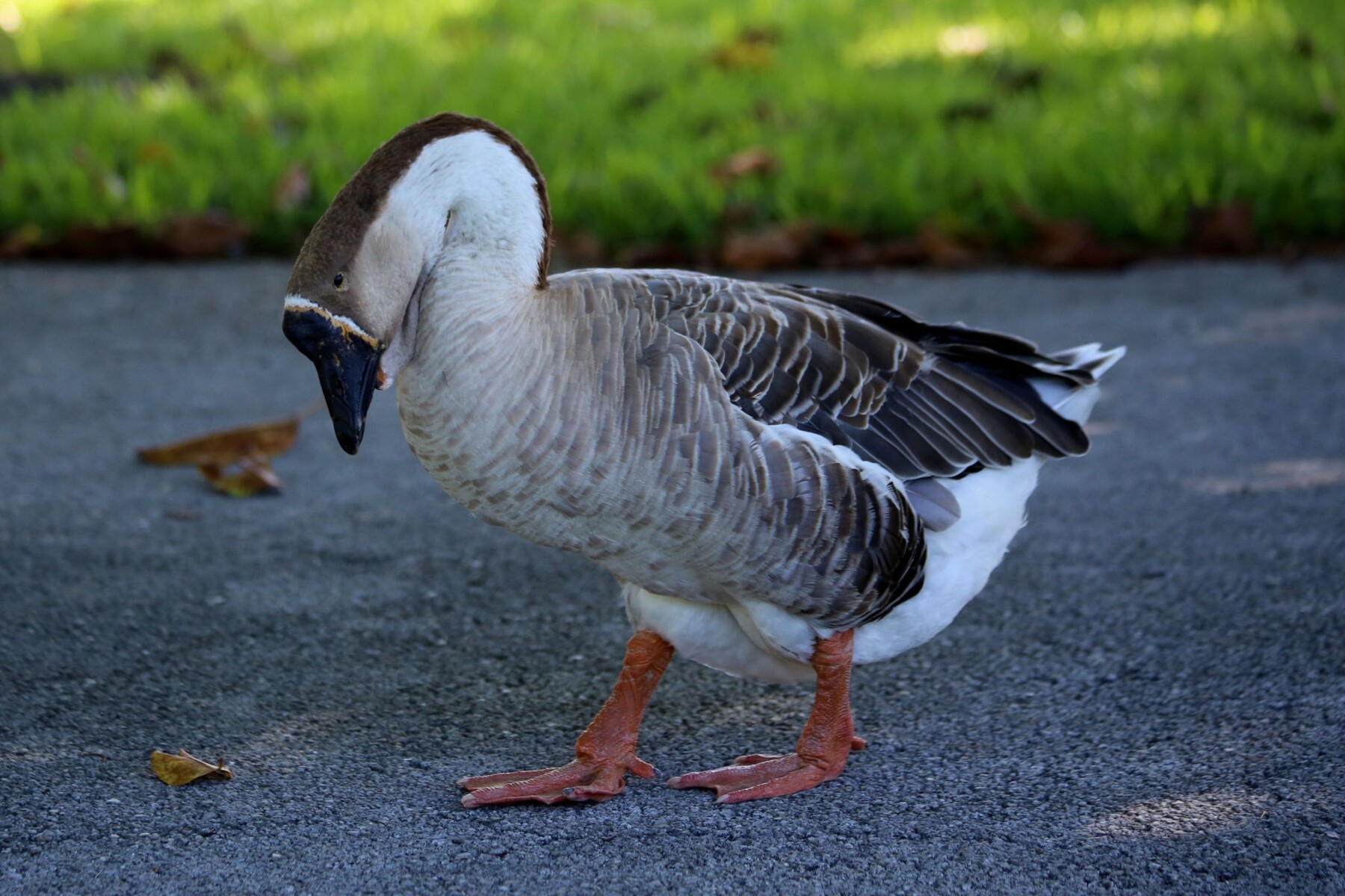 Gray-brown African goose with a black bill and knob walking on pavement