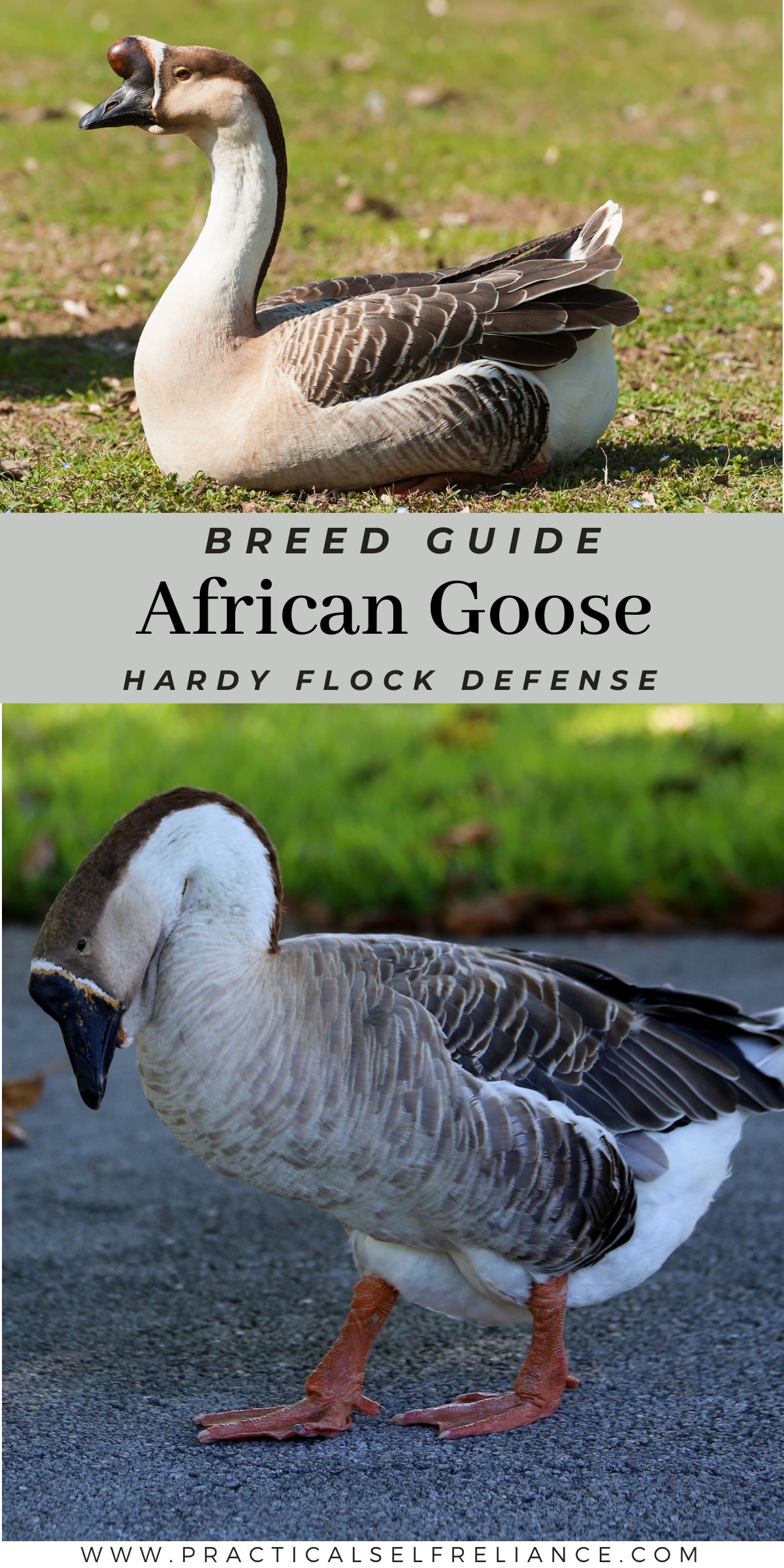 African Goose Breed Guide pin with a brown African goose resting on grass and another walking on pavement