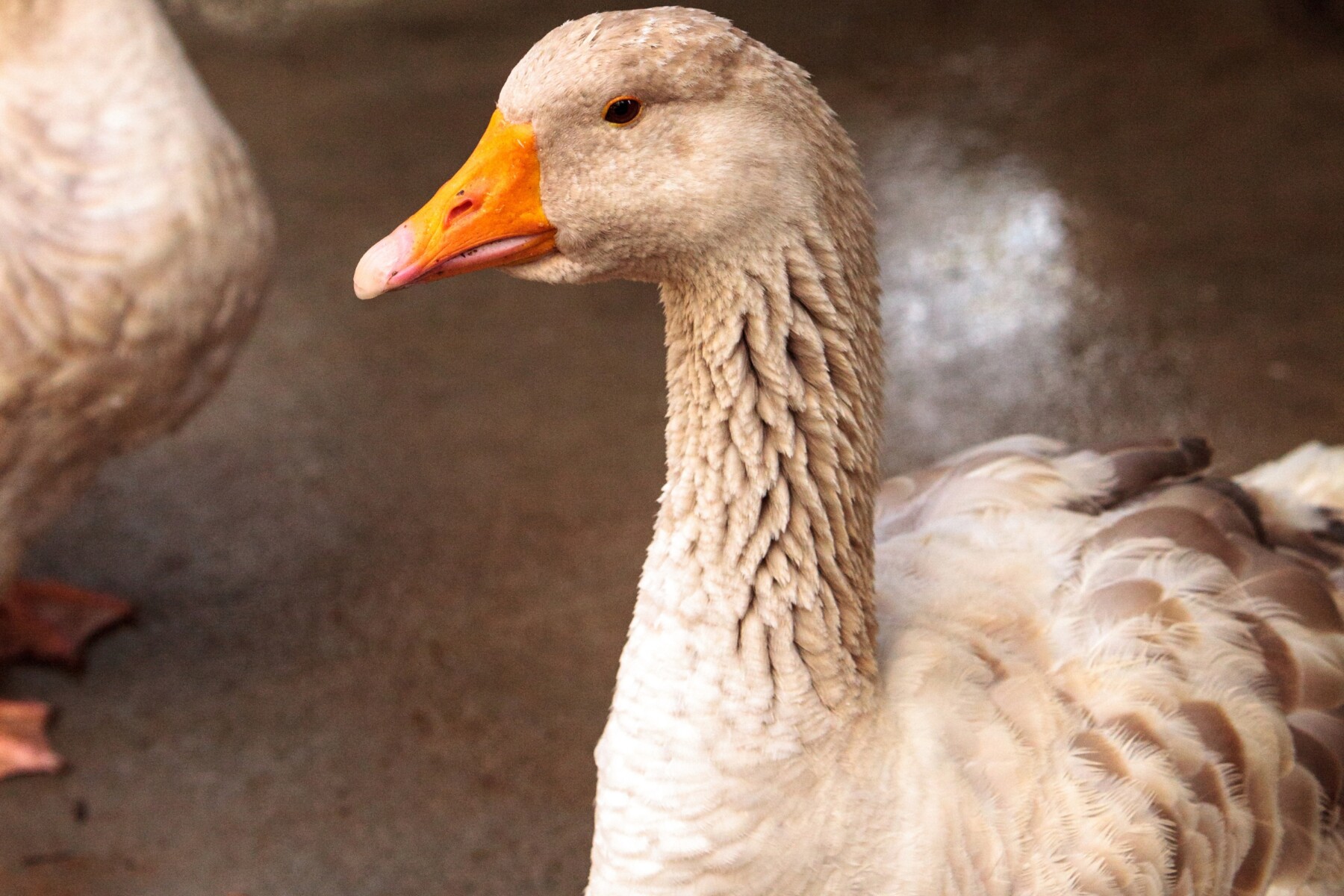 Close-up of an American Buff goose with an orange bill and soft buff feathers, standing in a barn