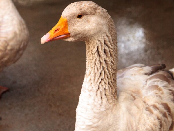 American Buff Goose