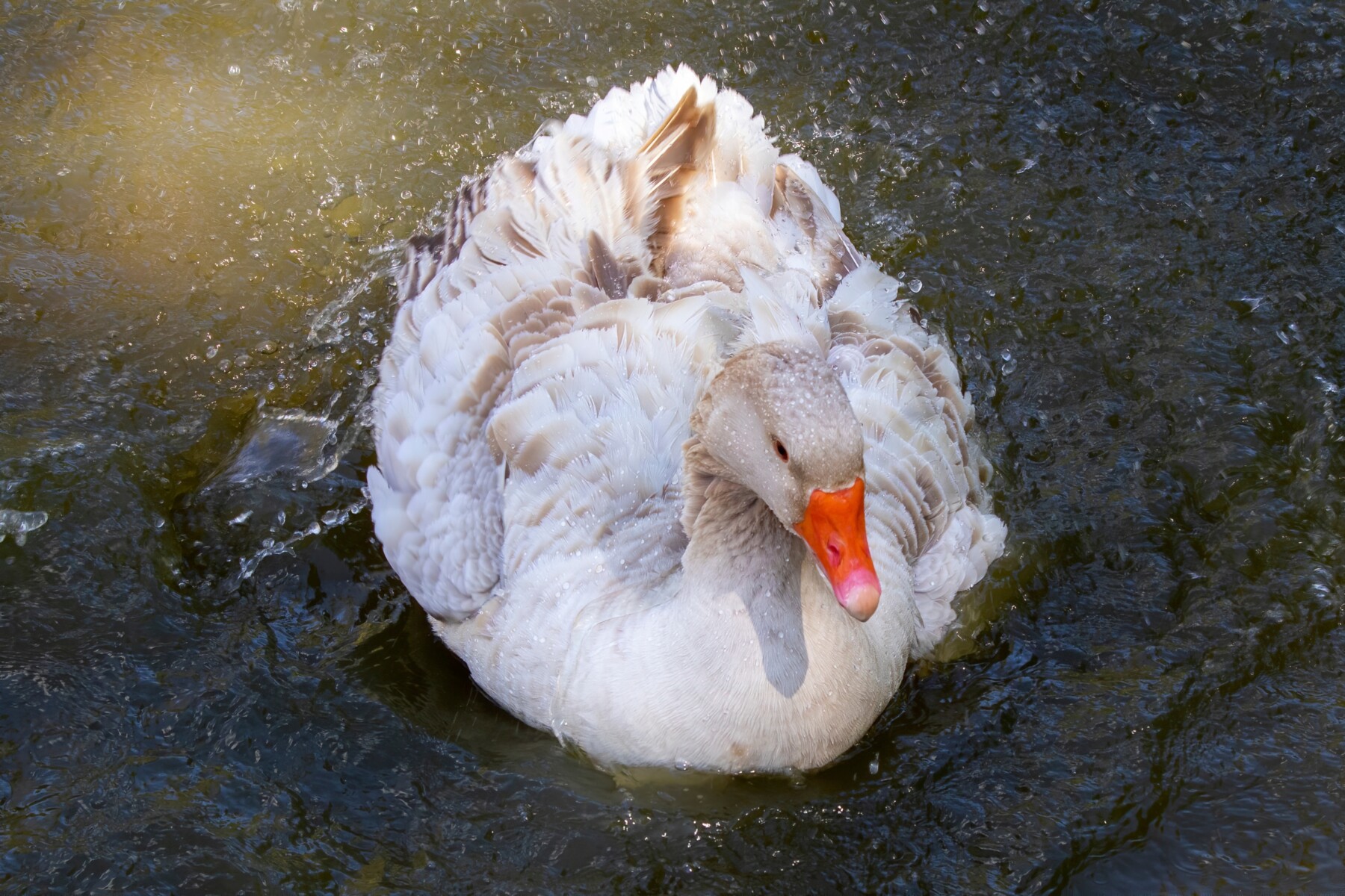 American Buff goose floating on dark water with its buff and cream feathers fluffed up