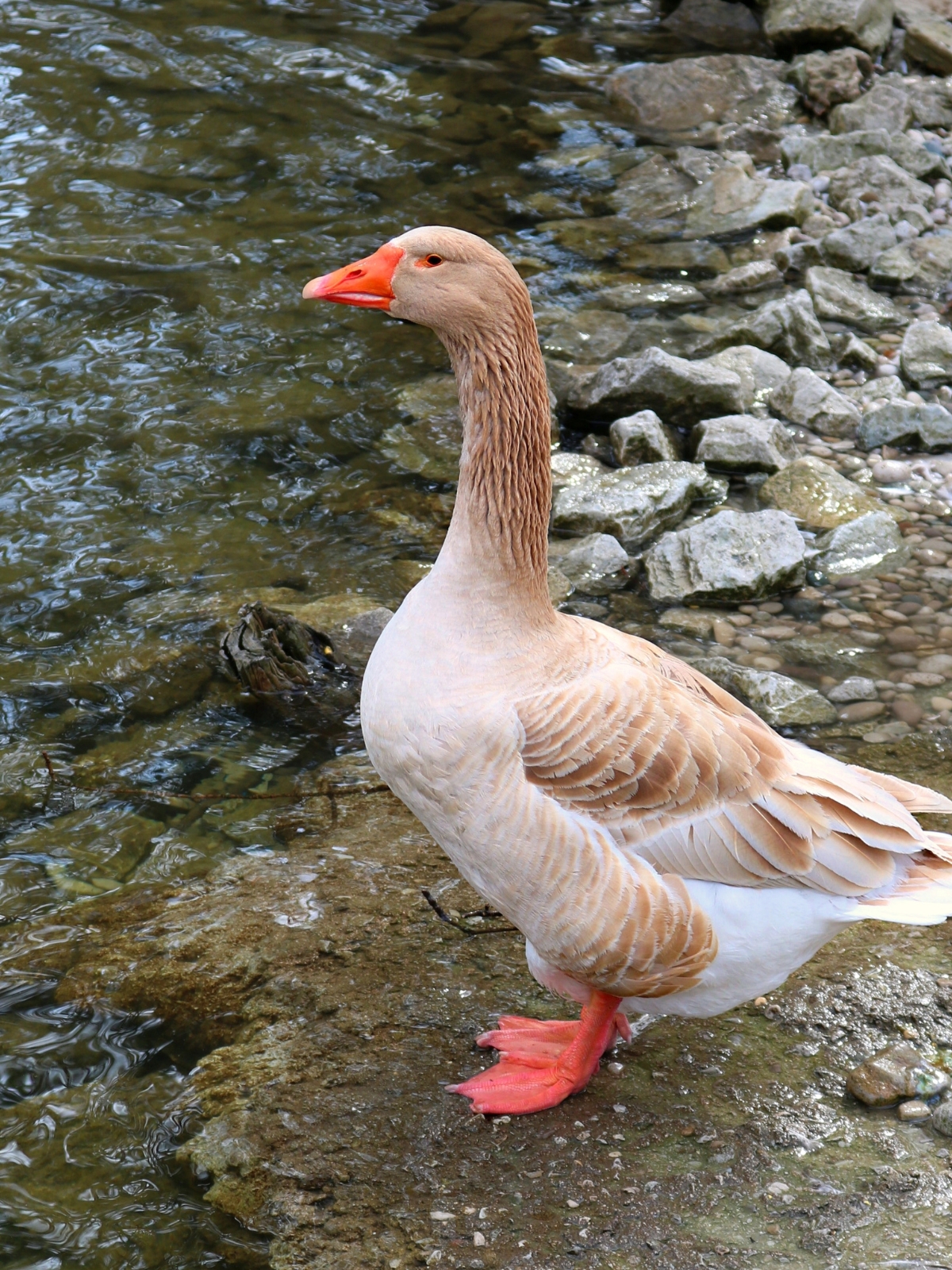 American Buff goose with bright orange feet standing on wet rocks at the edge of a stream
