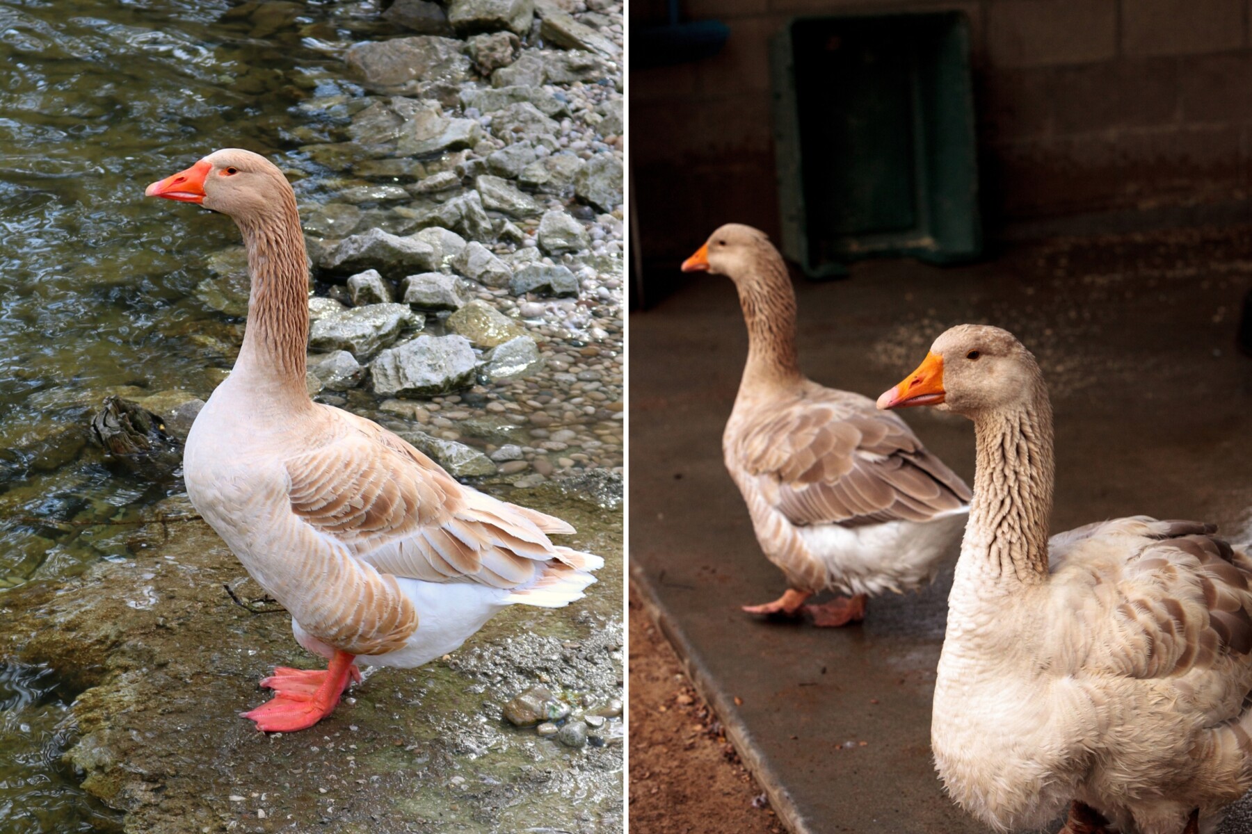 Two photos of American Buff geese, one standing on wet stones and two resting together inside a barn